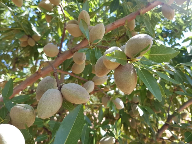 almonds_almendras_receta-728x546