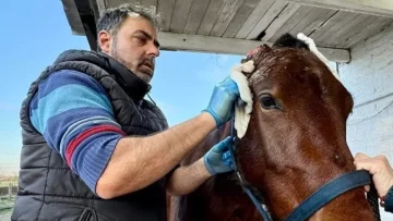 El dramático rescate de un caballo que cayó en un pozo ciego y una jauría le comió las dos orejas