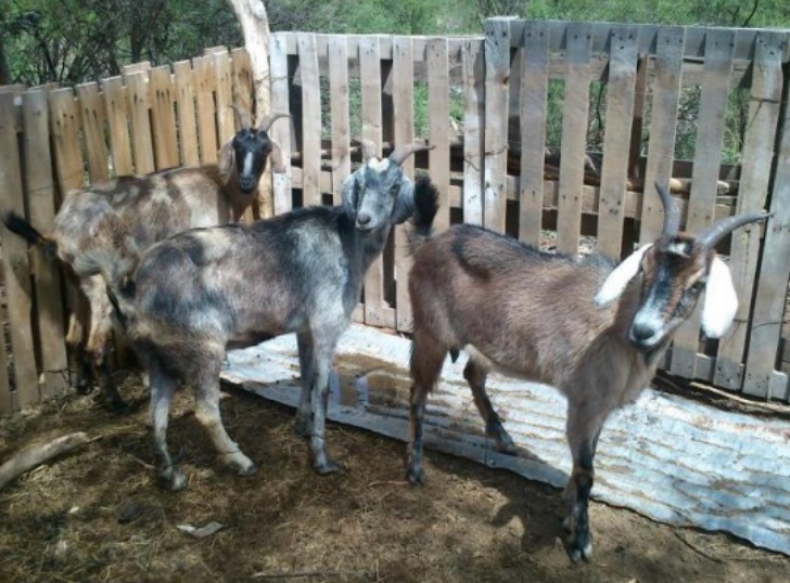 Entraron a la finca de un vecino y robaron 40 cabras: los condenaron sin prisión