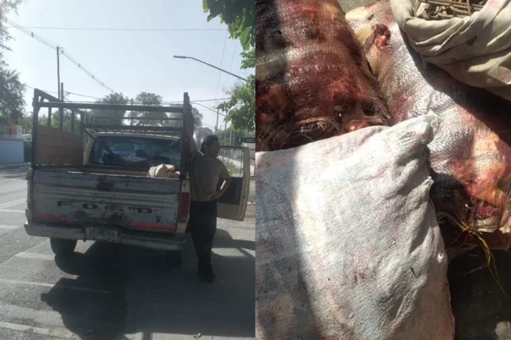 Decomisaron más de 100 kilos de carne de caballo y detuvieron a 5 personas en Chimbas