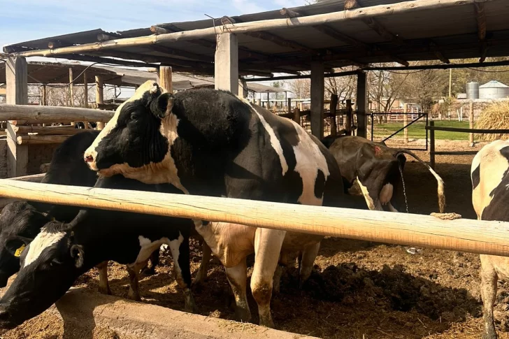 Empleado murió al ser embestido por un toro en un tambo de Caucete