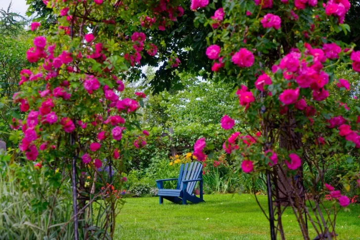 Cómo elegir la enredadera perfecta: Transforma tu jardín con estas variedades trepadoras, guía práctica y consejos