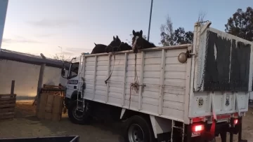 Robaron tres caballos en San Martín y los encontraron a punto de ser faenados en Chimbas