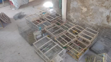 Detuvieron a un hombre con 31 aves silvestres y más de $7 millones acumulados en la venta