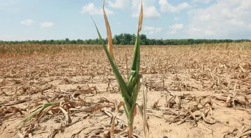 Brasil, en campaña para evitar quiebras en el sector agrícola