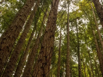 Cuál es el árbol más alto del mundo y cuánto mide