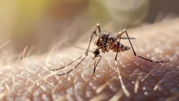 Identificaron un nuevo serotipo de dengue presente en la Argentina