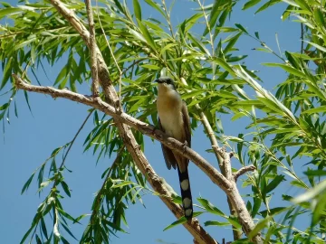 Festival de las Aves: Un día para aprender y disfrutar