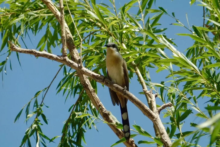 Festival de las Aves: Un día para aprender y disfrutar