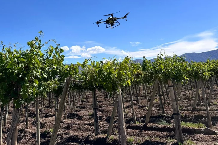 Por primera vez utilizan drones para combatir la polilla de la vid