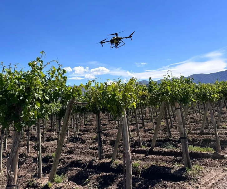 Por primera vez utilizan drones para combatir la polilla de la vid