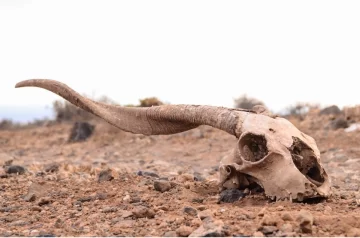 Aumentos de temperatura generan más peligros para la humanidad