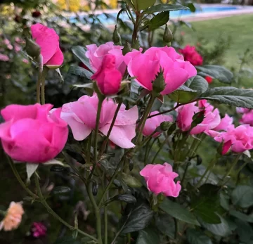 Octubre, mes de la rosa: La reina de las flores