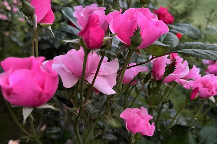 Octubre, mes de la rosa: La reina de las flores