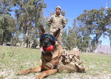 Dereck, el primer perro rescatista en prestar servicio en el RIM 22