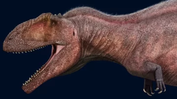 Descubrieron restos fósiles de otro dinosaurio carnívoro en Río Negro