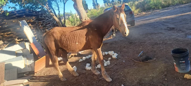 Detienen a un hombre que con su vehículo tiraba dos caballos desnutridos y lastimados