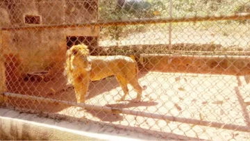 Un león mató a su cuidador en un zoológico de Nigeria