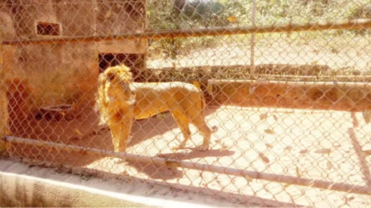 Un león mató a su cuidador en un zoológico de Nigeria