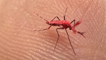 Mendoza liberó 10 mil mosquitos “rojo flúo” para combatir el dengue, ¿cómo funciona?