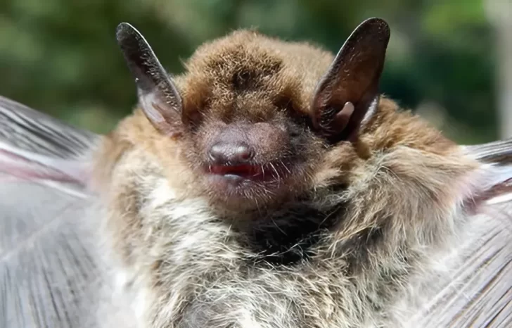 Estudiantes descubren una especie de murciélago no registrada en San Juan