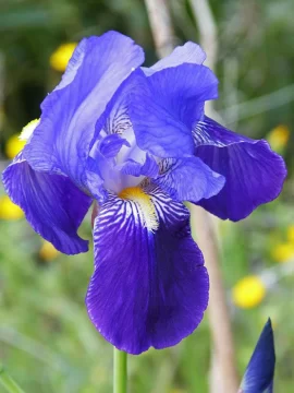 Una flor sublime