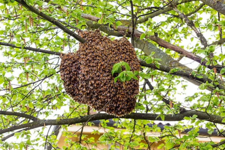 Un hombre murió en Rosario después de recibir 150 picaduras de abejas