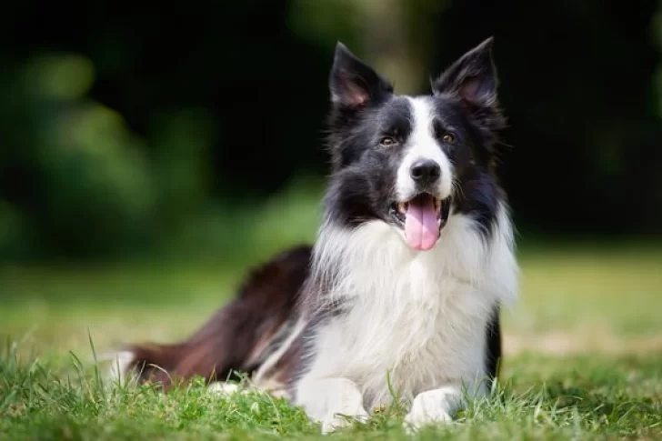 Cómo se despiden los perros de sus dueños: las señales para reconocer si se sienten mal