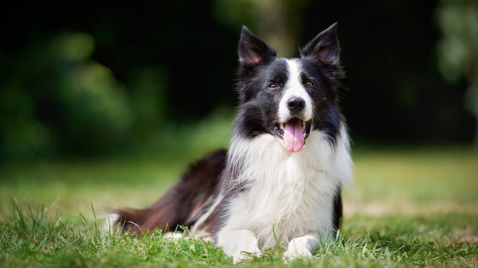 Cómo se despiden los perros de sus dueños: las señales para reconocer si se sienten mal