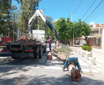 Entidad ambientalista lanza una cruzada en defensa del arbolado