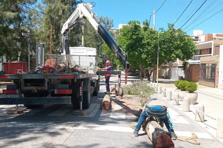 Entidad ambientalista lanza una cruzada en defensa del arbolado