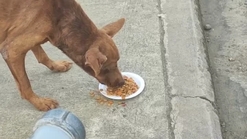 Los perros de la calle y sobrevivir al calor