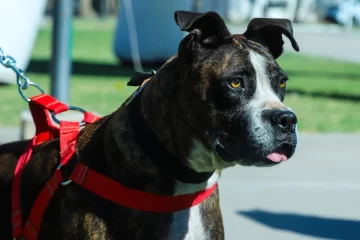 Concepción: nueva jornada de vacunación antirrábica gratuita para mascotas