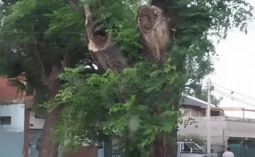 Avispas atacaron y dejaron al borde de la muerte a un hombre cuando orinaba en un árbol