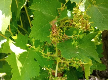 Los daños del hongo de la vid le meten presión al tironeo por el precio de la uva