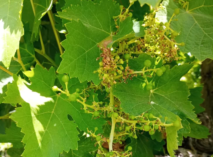 Los daños del hongo de la vid le meten presión al tironeo por el precio de la uva