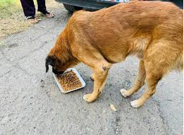 Seamos compasivos con los perros de la calle