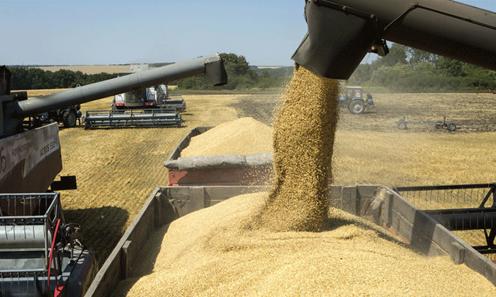 El trigo cae mientras la cosecha en Argentina supera las expectativas