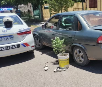 Detuvieron a “El Suprema” y cuatro sujetos más por trasladar una planta de marihuana y golpear a la Policía