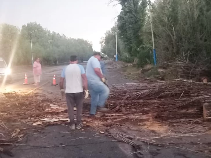 Por el temporal, tres árboles cayeron en Ruta 20 y el municipio de 9 de Julio trabajó para despejar la zona