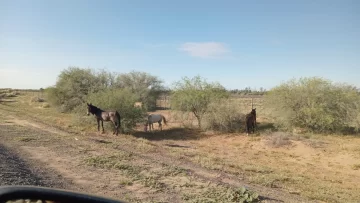 Secuestraron caballos sueltos en la ruta y descubrieron que su dueño es un estafador con pedido de captura