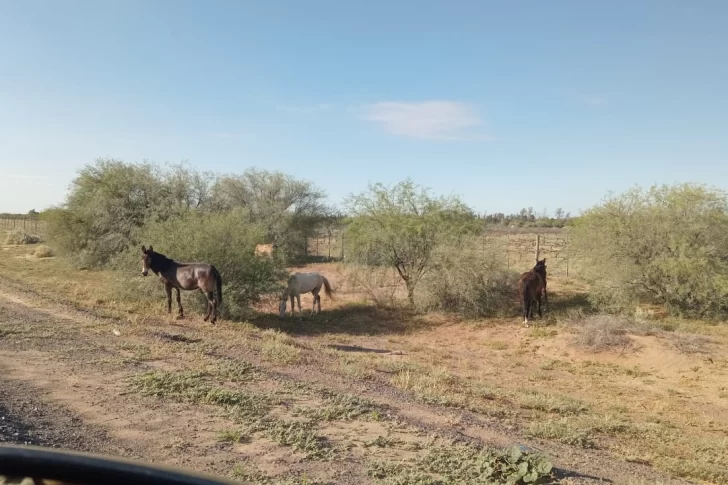 Secuestraron caballos sueltos en la ruta y descubrieron que su dueño es un estafador con pedido de captura