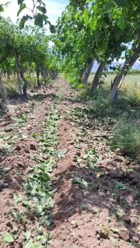 Rige un alerta por granizo para hoy en San Juan: las denuncias por daños de la piedra de la semana pasada llegó a 615 hectáreas