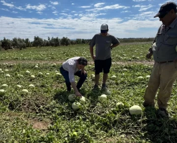 Confirman que ya 32 productores denunciaron daños en sus fincas por la granizada del lunes