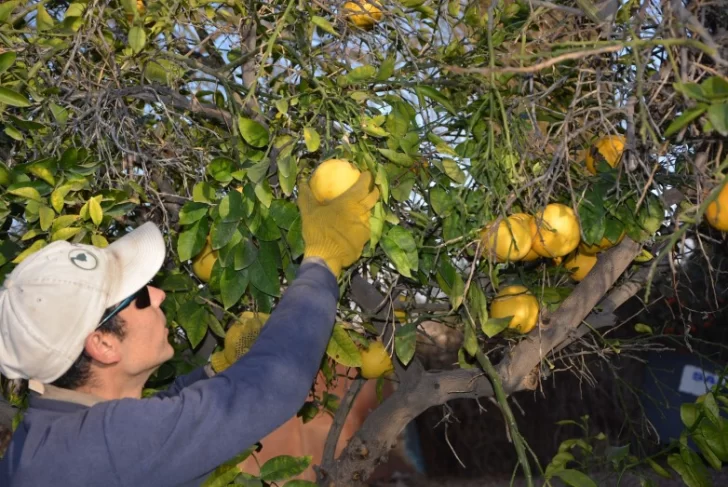 Eliminaron un canon que pagaban los productores que sacaban fruta de la provincia y que iba a combatir la mosca de los frutos