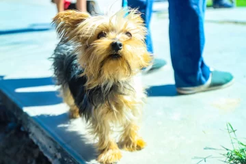 Continúa la esterilización de mascotas en Trinidad