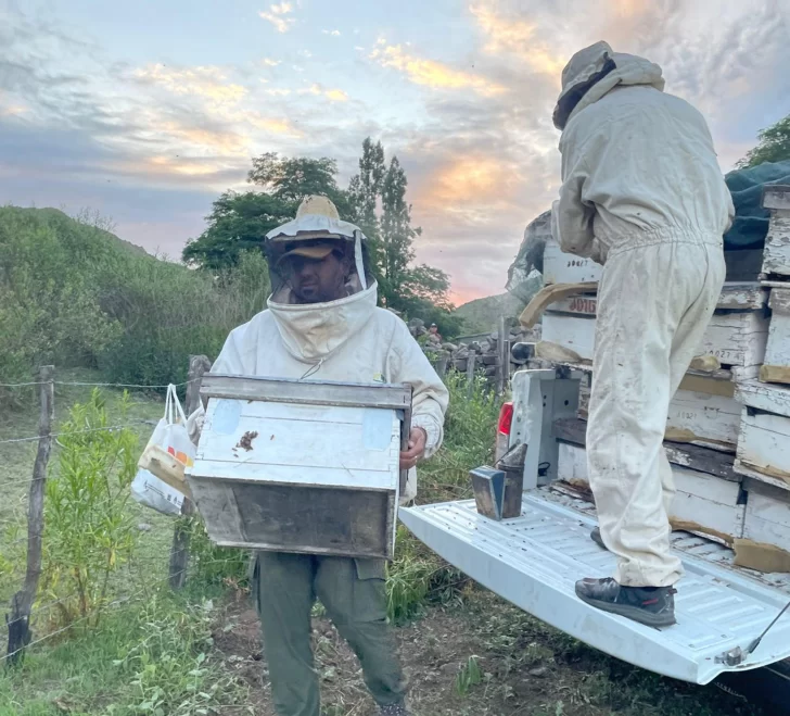 Por las ventajas del clima de San Juan, comienzan a expandir la actividad apícola