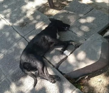 Grave denuncia de maltrato animal: un perro fue asesinado a patadas por un verdulero