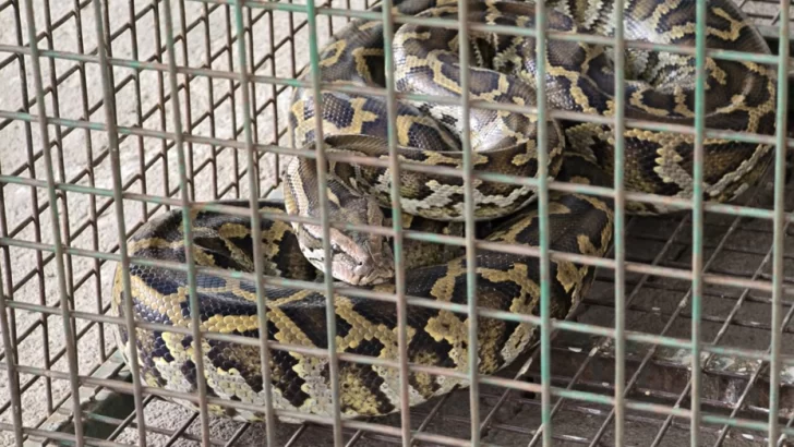 Córdoba: apareció una serpiente pitón en el patio de una casa